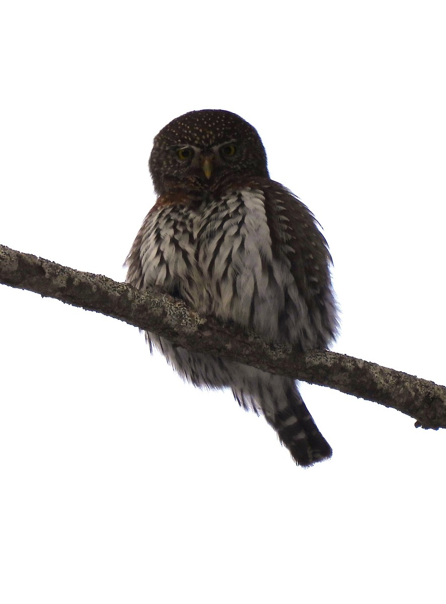 Northern Pygmy-Owl - ML613791043