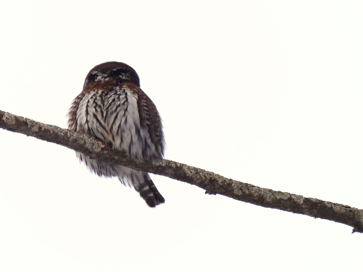Northern Pygmy-Owl - ML613791044
