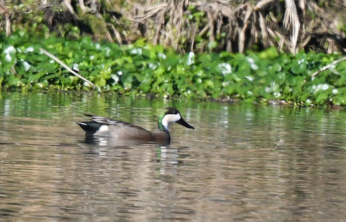 Northern Shoveler x Gadwall (hybrid) - ML613791055