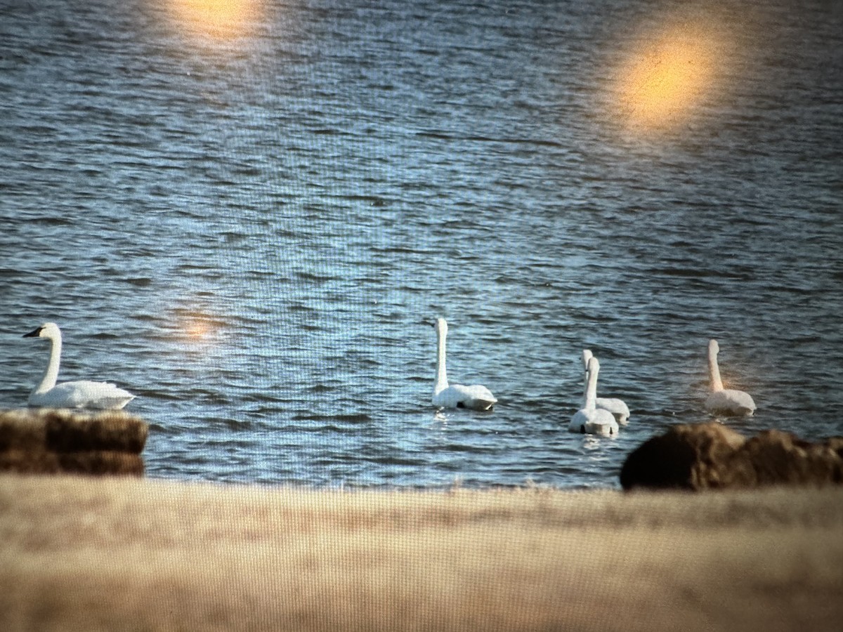 Tundra Swan - Logan Carter