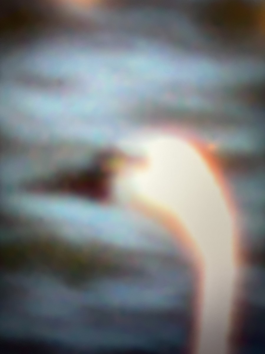 Tundra Swan - ML613791063