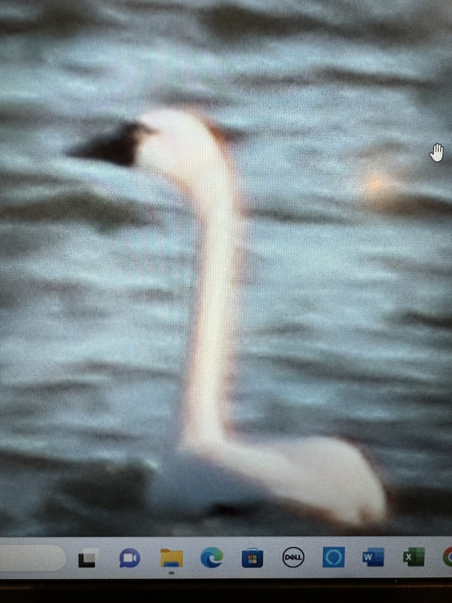 Tundra Swan - ML613791066