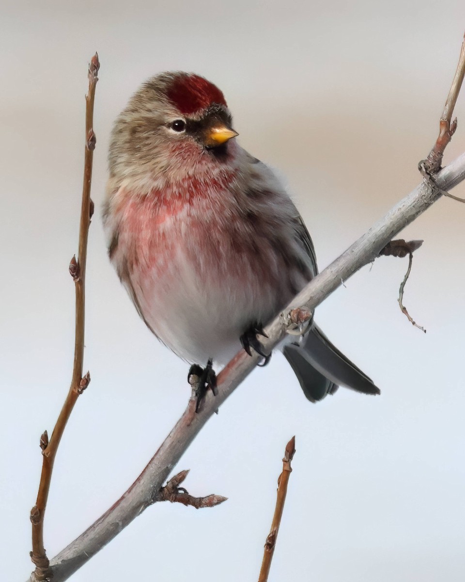 Common Redpoll - ML613791067