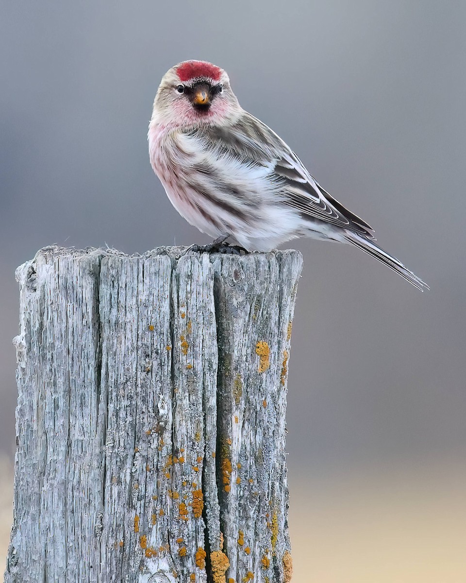 Common Redpoll - ML613791068