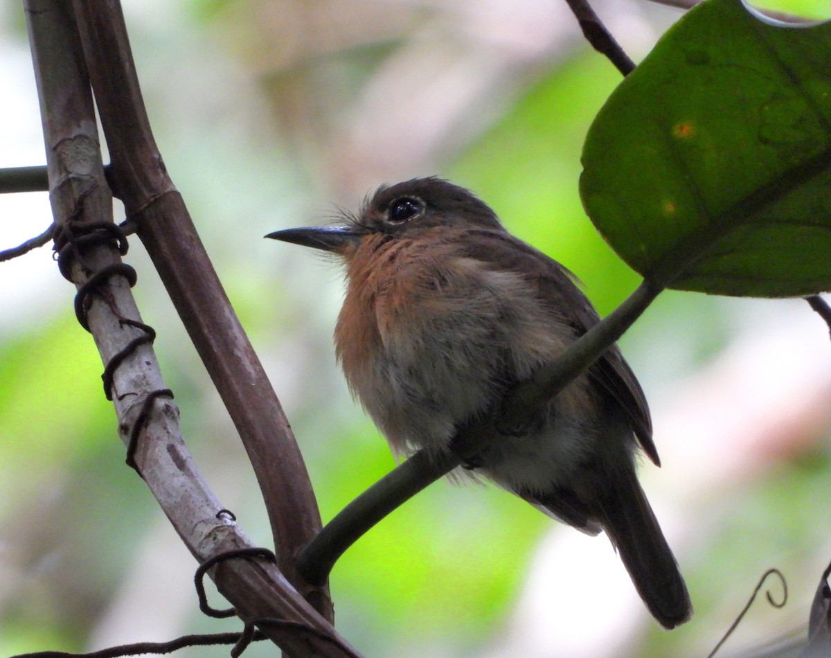 Rusty-breasted Nunlet - ML613791081