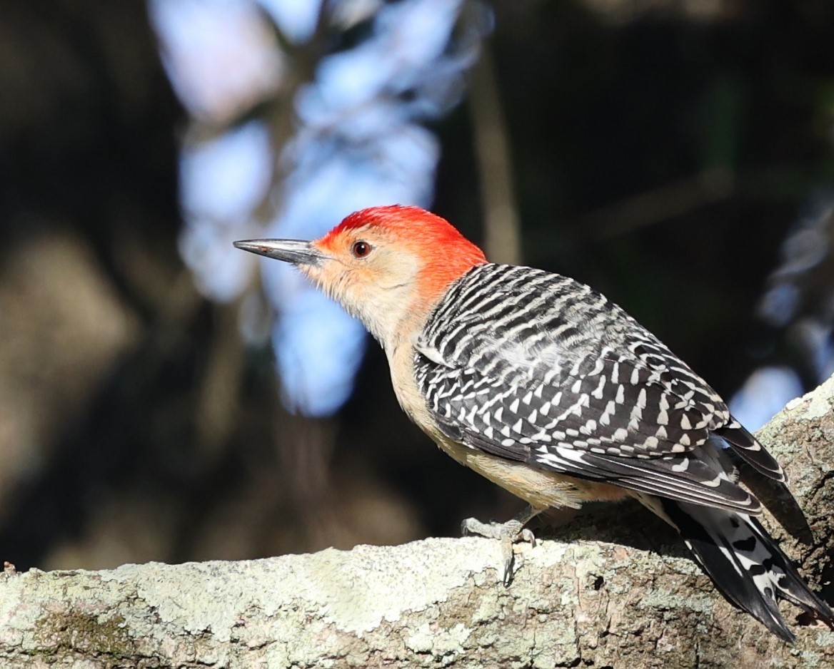 Red-bellied Woodpecker - ML613791116