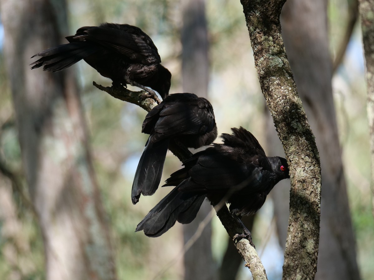 White-winged Chough - ML613791125