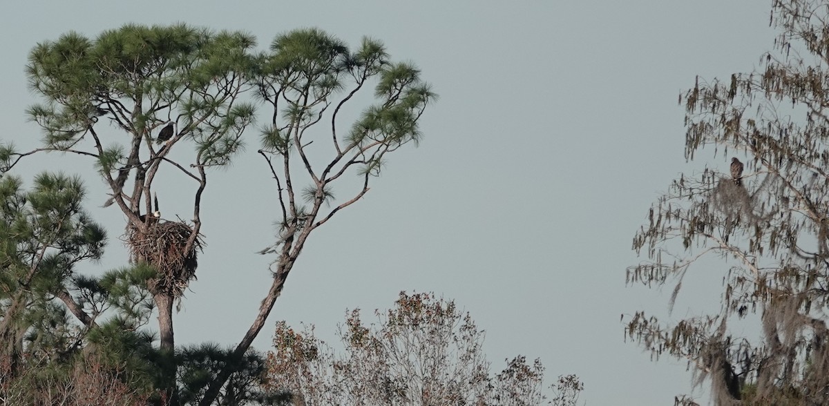 Bald Eagle - ML613791128