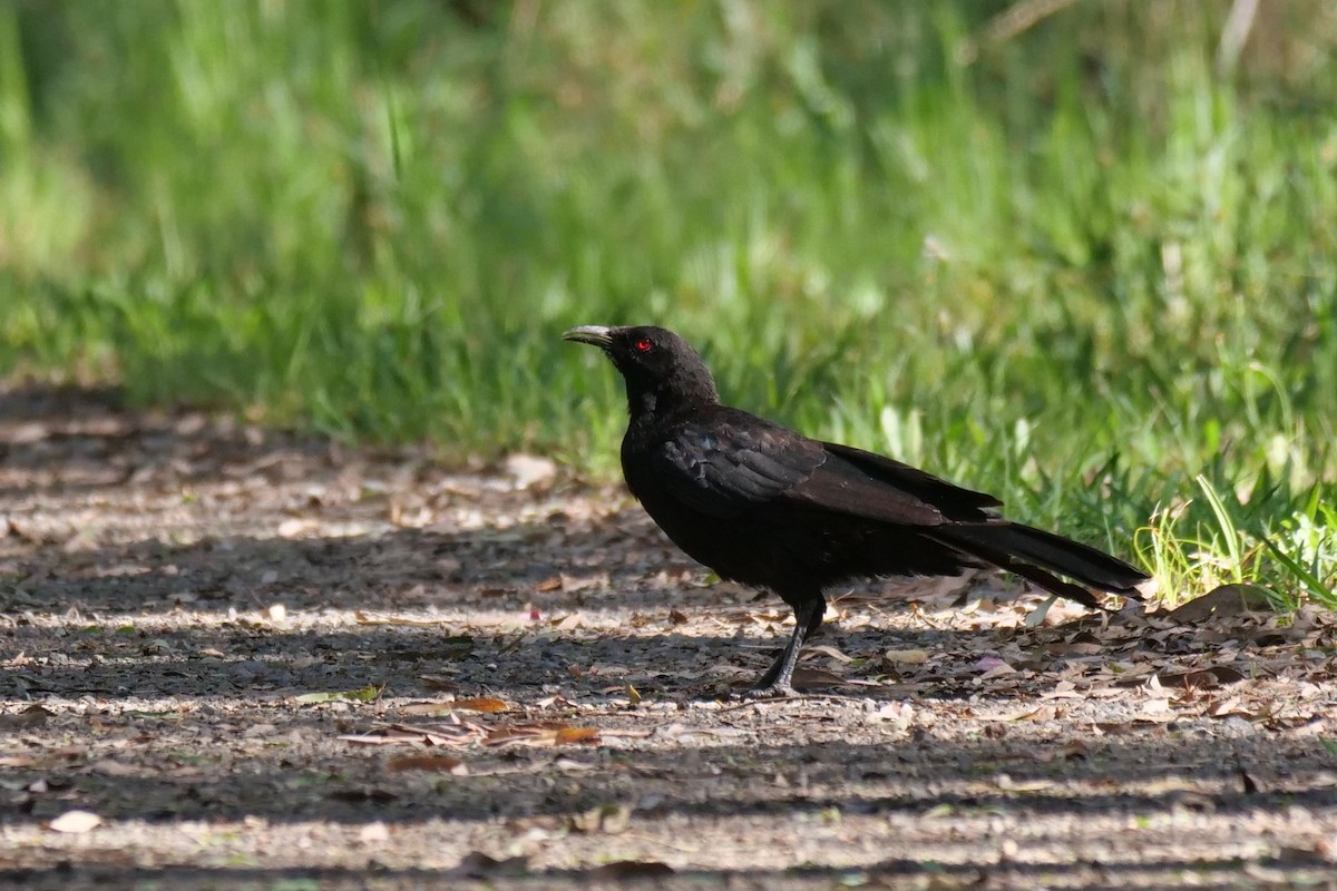 White-winged Chough - ML613791141