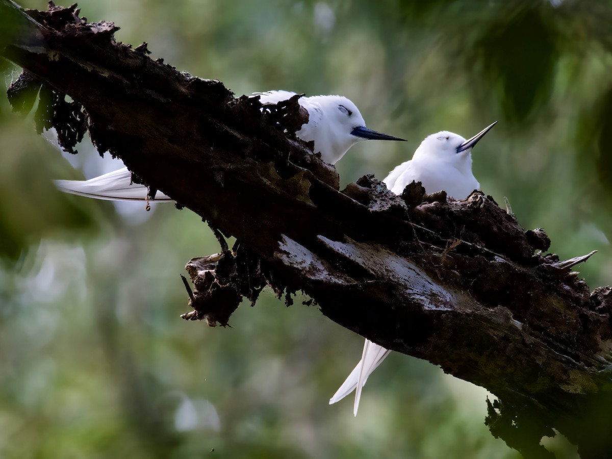 White Tern - ML613791156