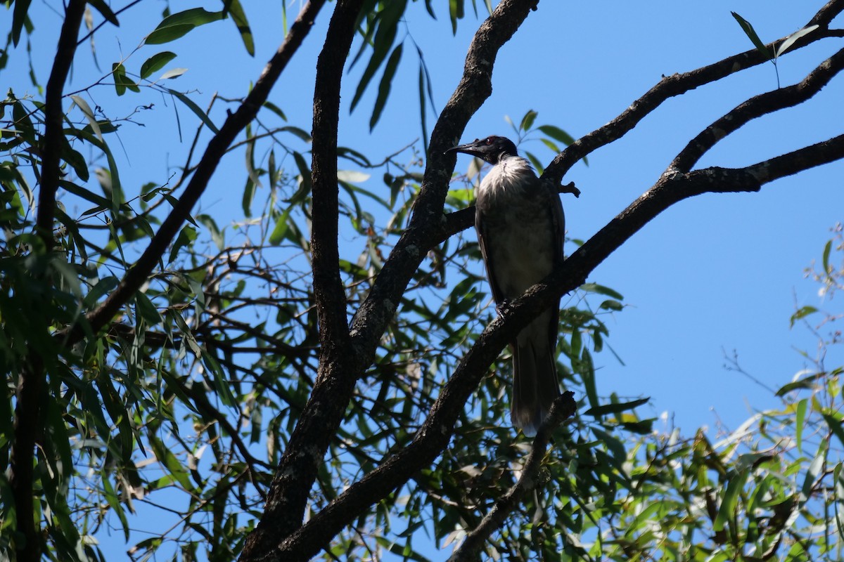 Noisy Friarbird - ML613791166