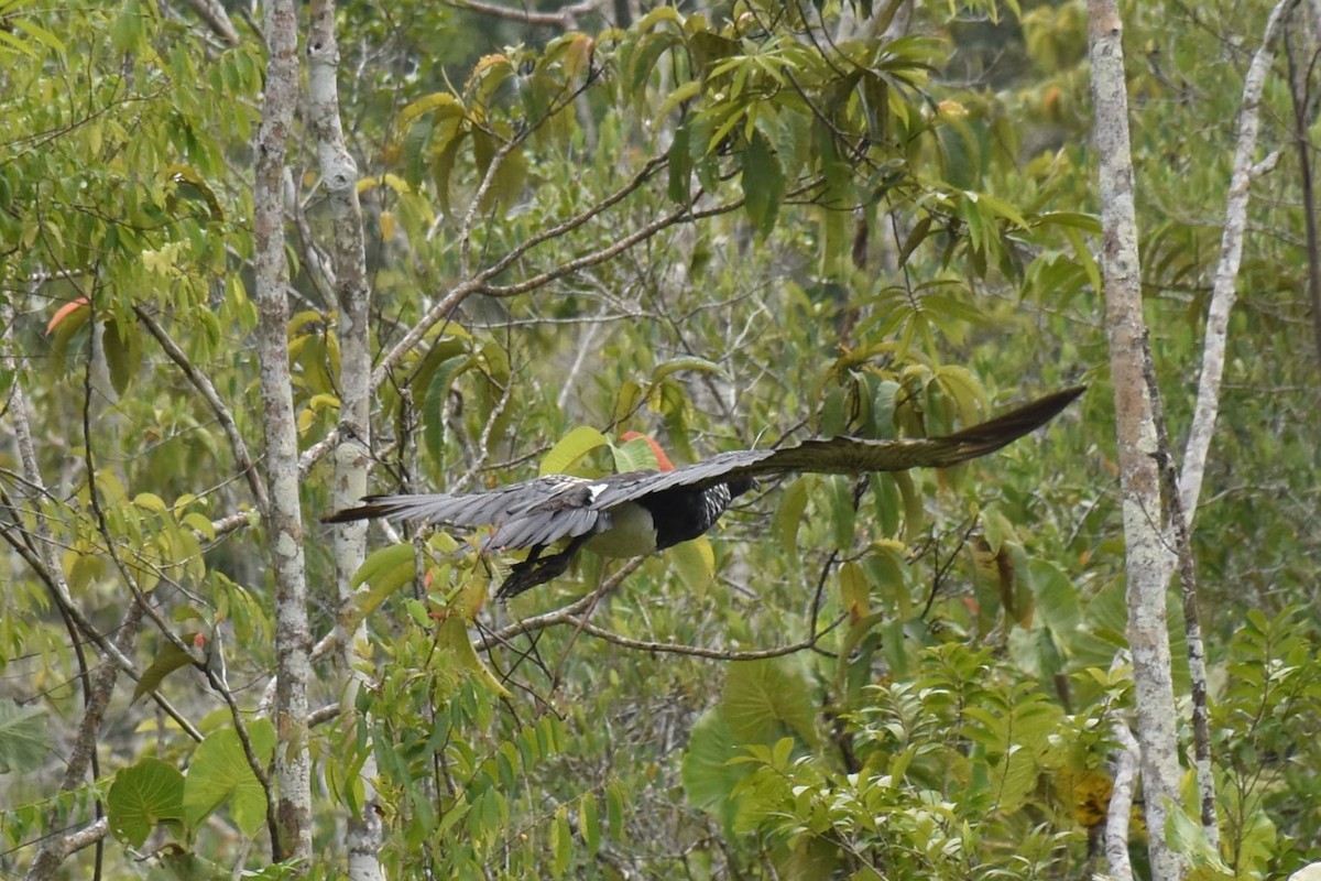 Horned Screamer - David Wheeler