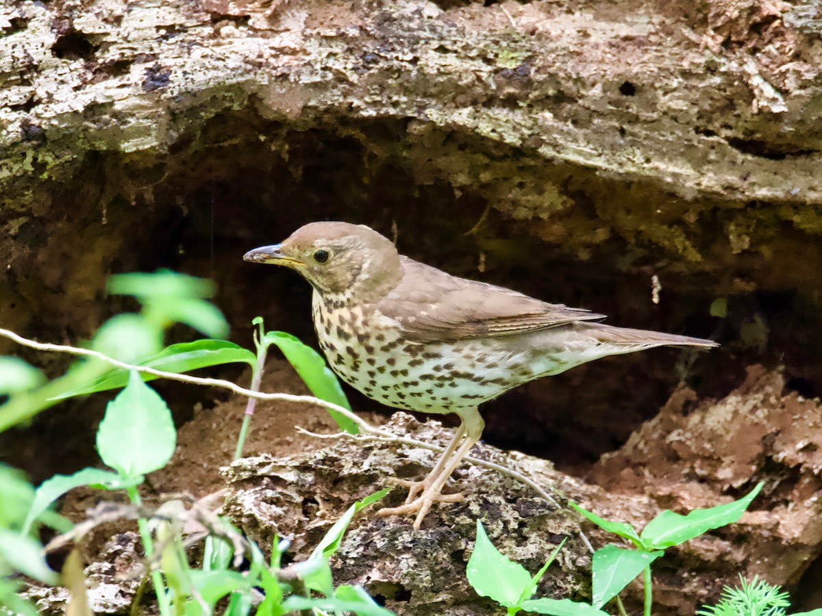 Song Thrush - ML613791173