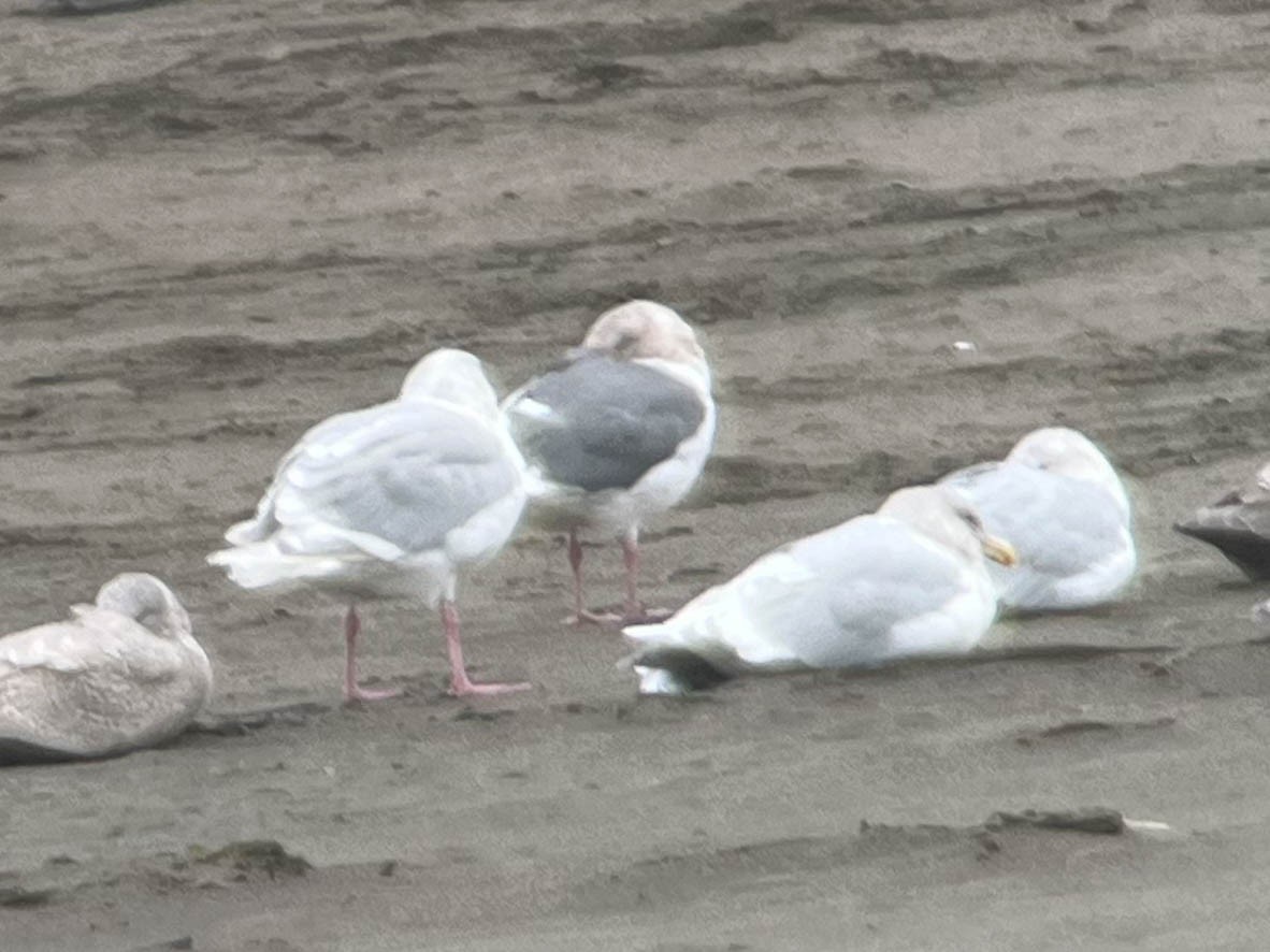 goéland sp. (Larus sp.) - ML613791182