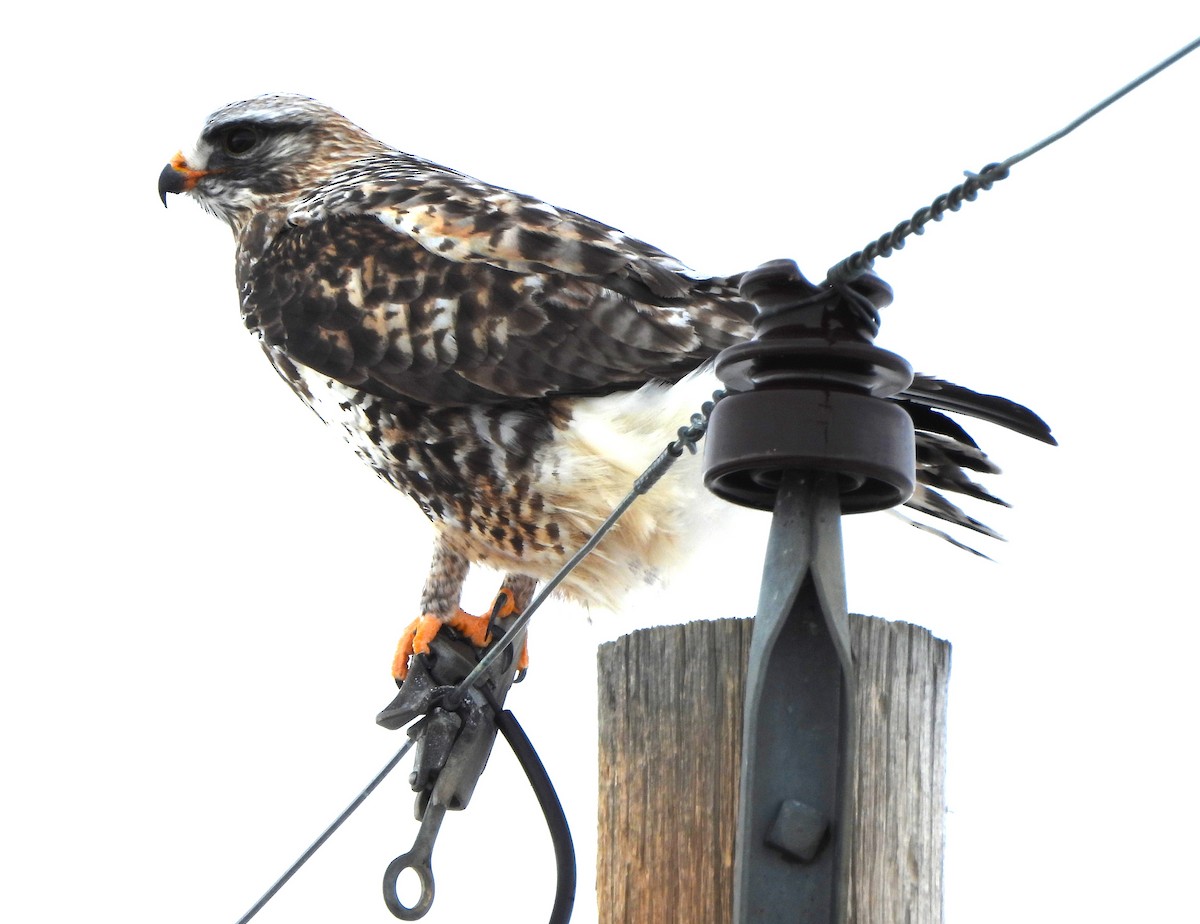 Rough-legged Hawk - ML613791187