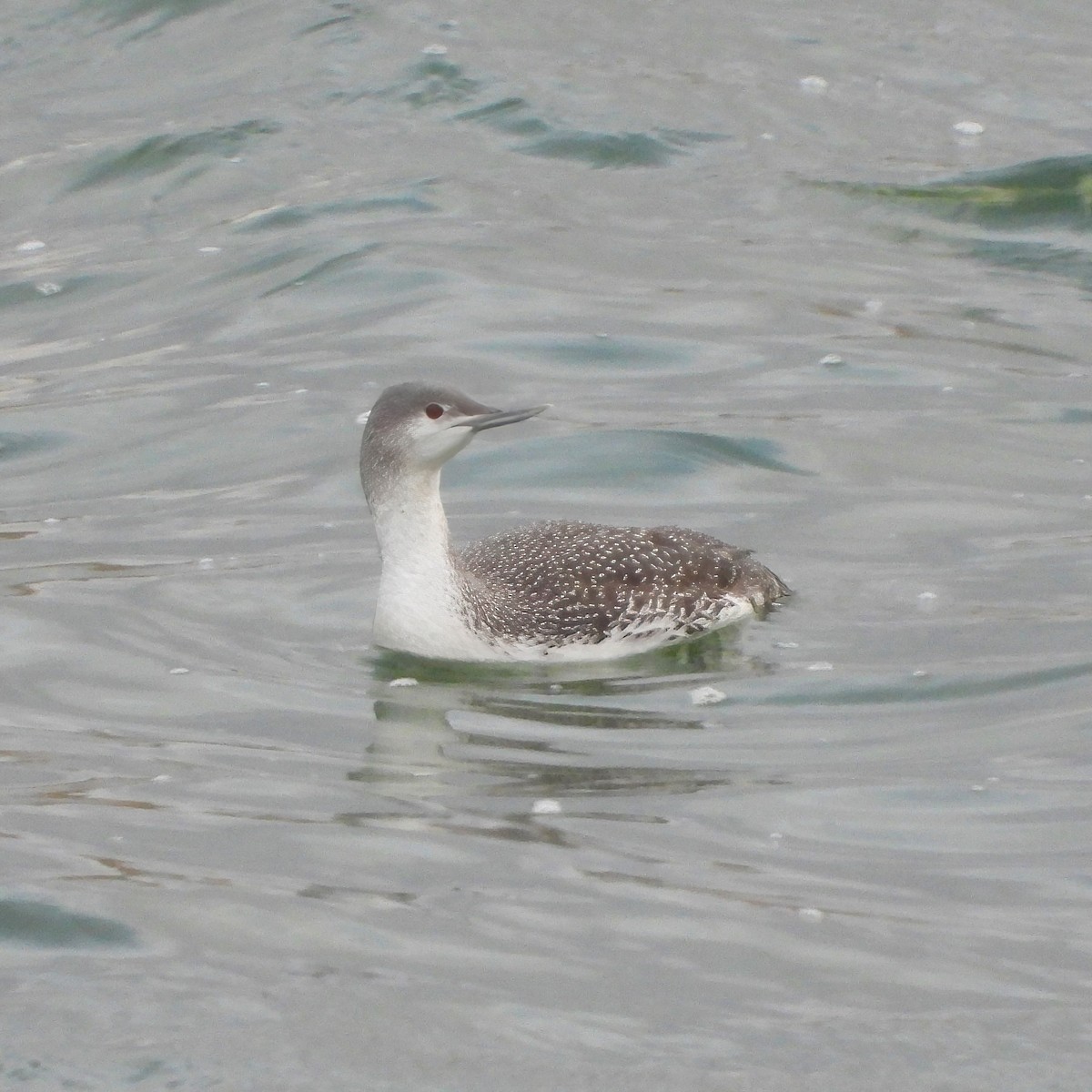 Red-throated Loon - Clayton  Peoples