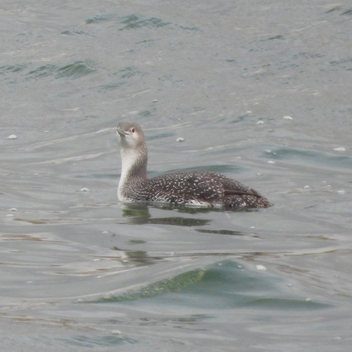 Red-throated Loon - Clayton  Peoples