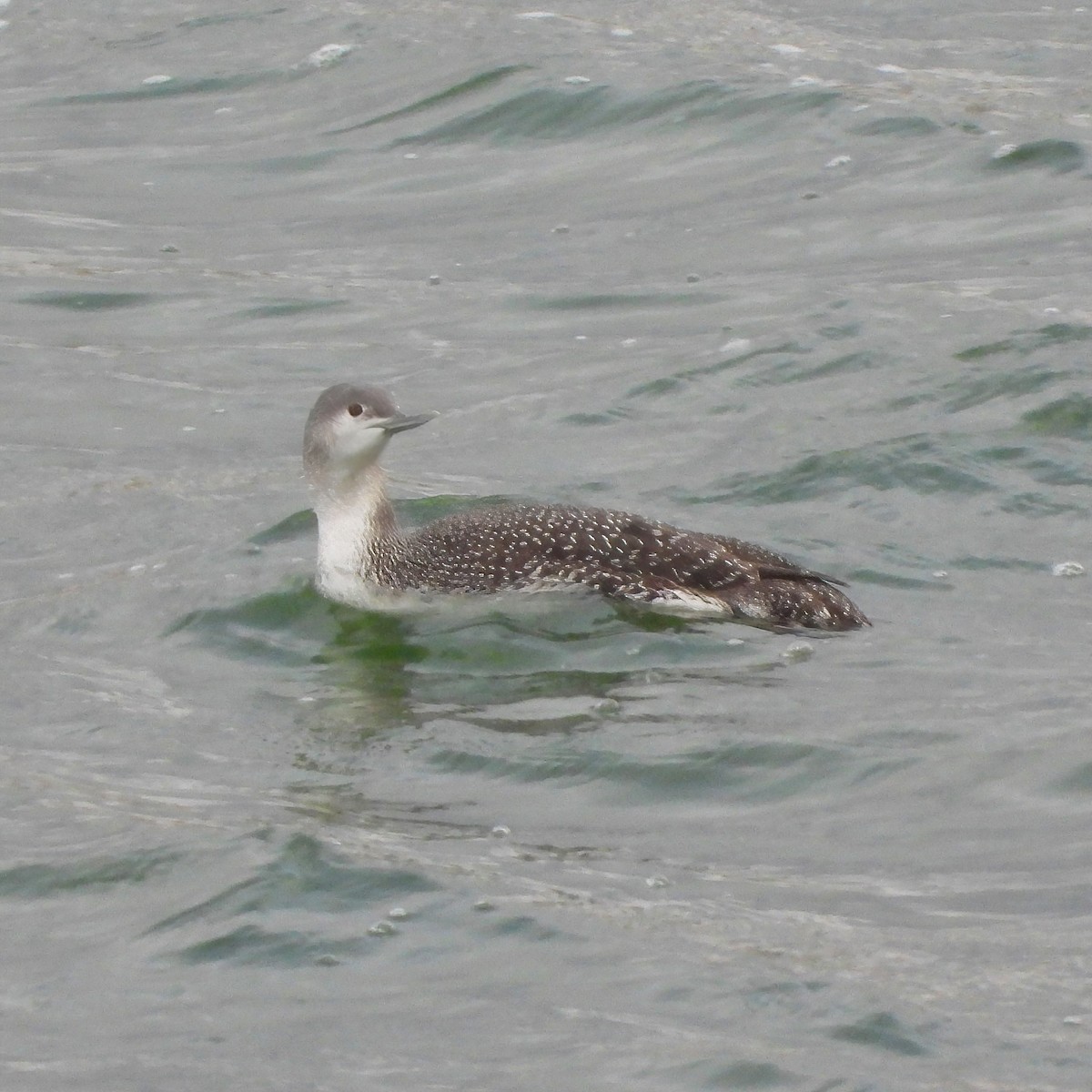 Red-throated Loon - Clayton  Peoples