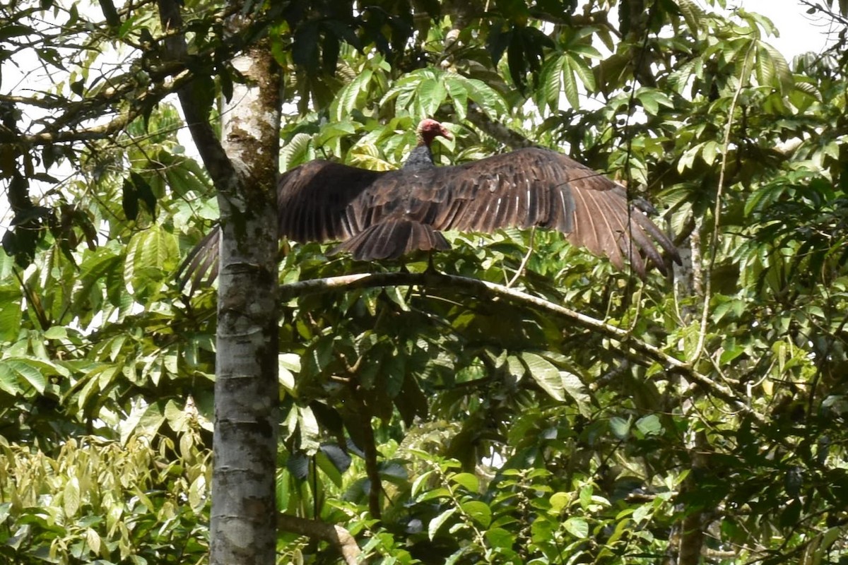 Urubu à tête rouge (ruficollis) - ML613791220