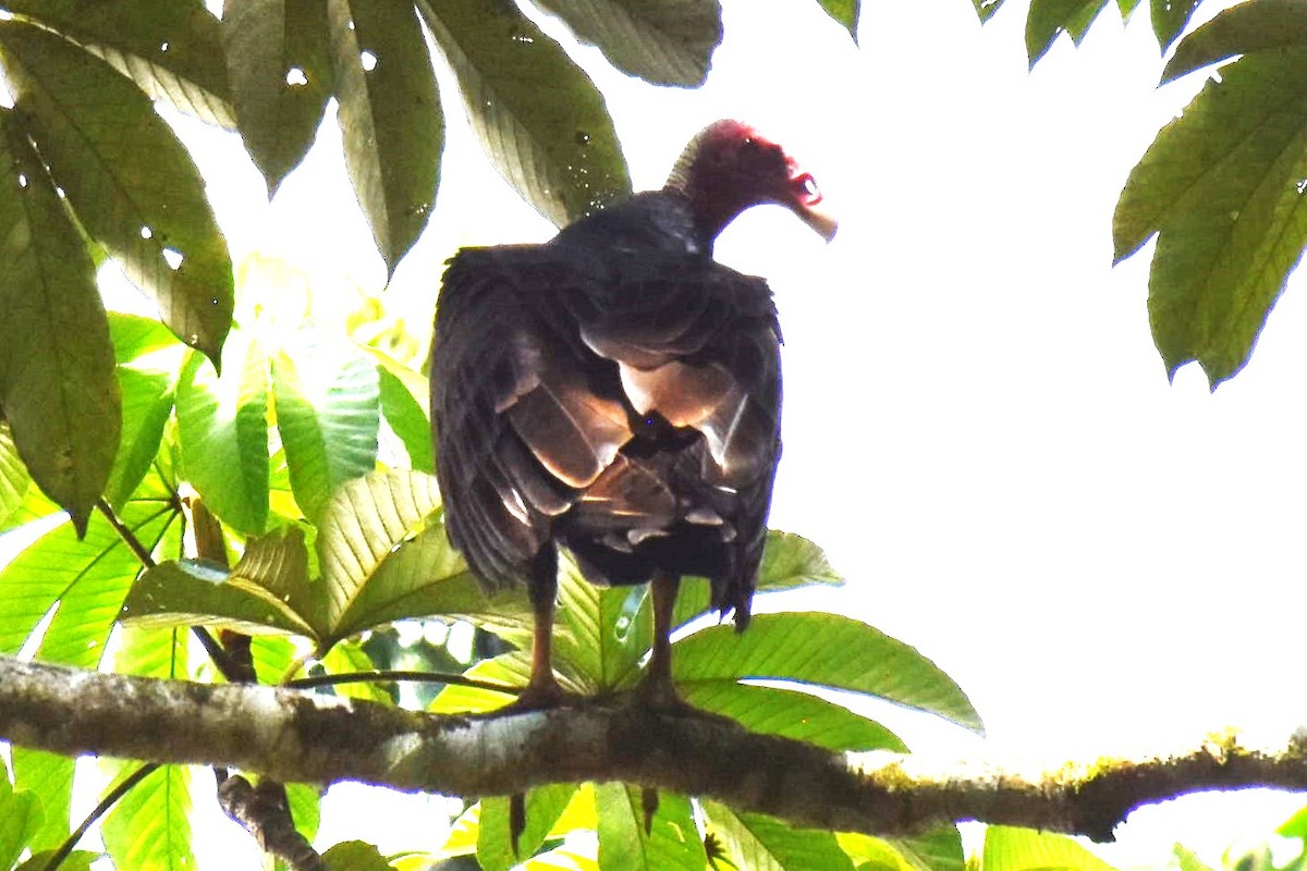 Urubu à tête rouge (ruficollis) - ML613791221