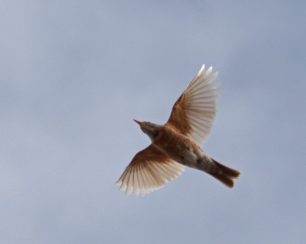 American Robin - ML613791241