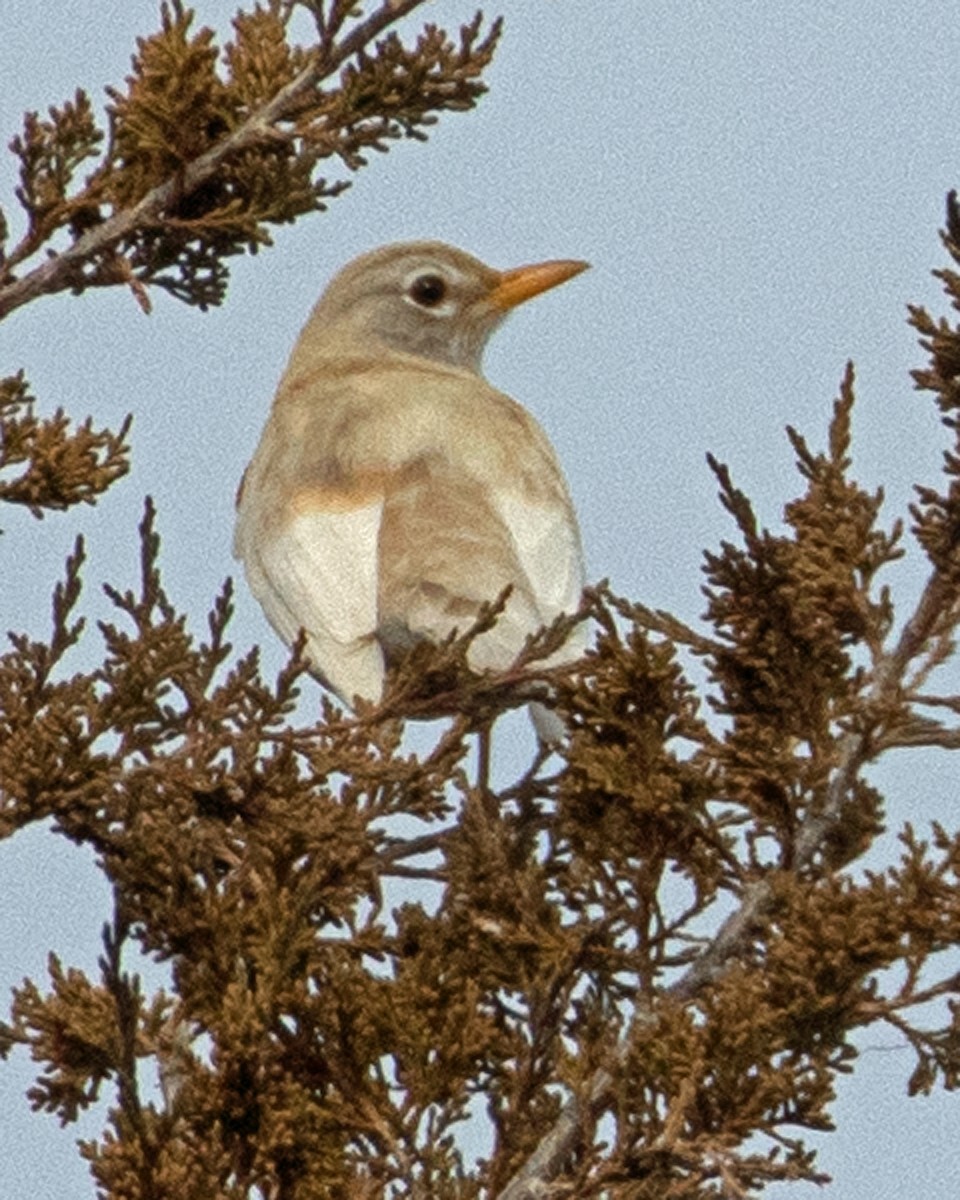 American Robin - ML613791242