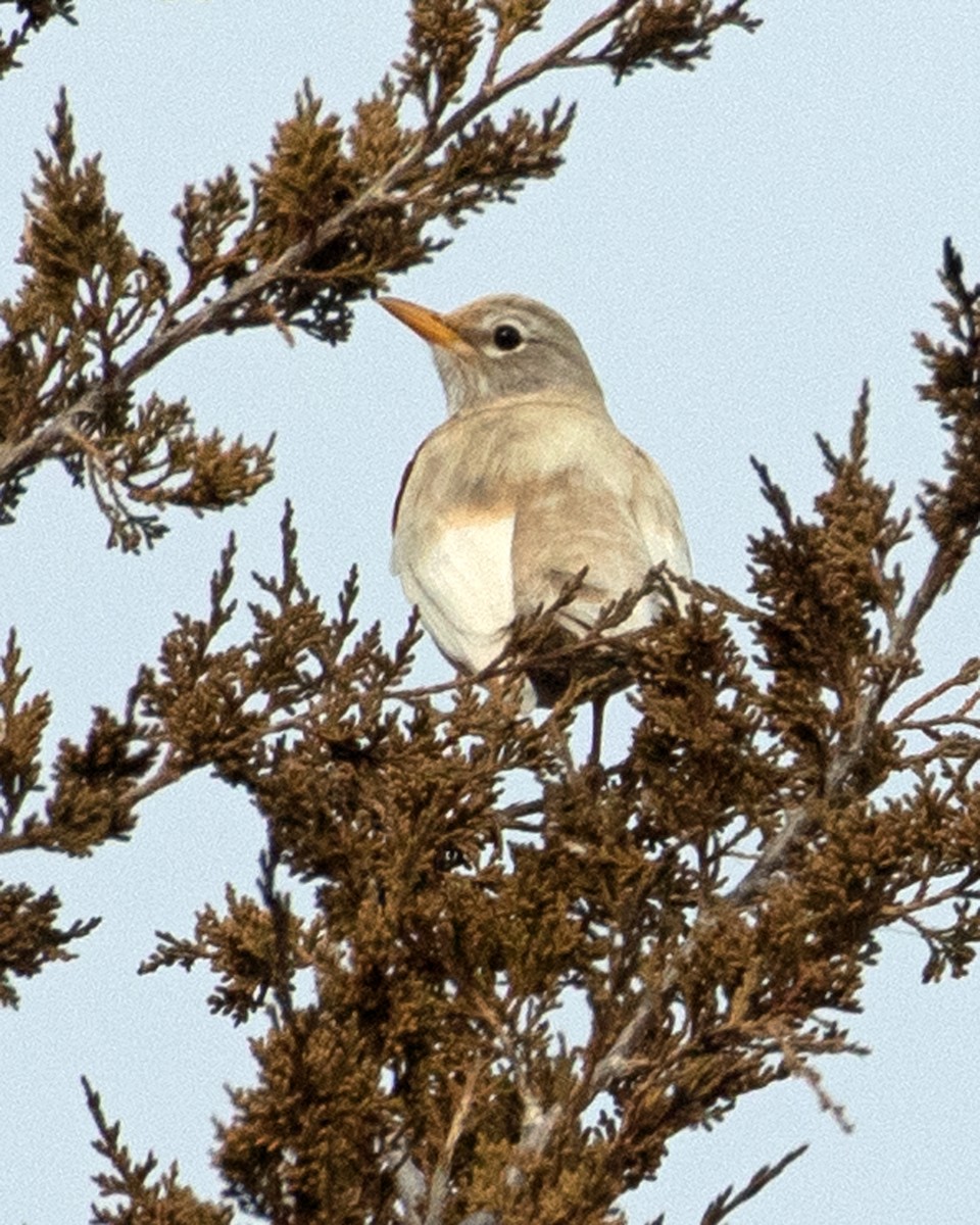 American Robin - ML613791243
