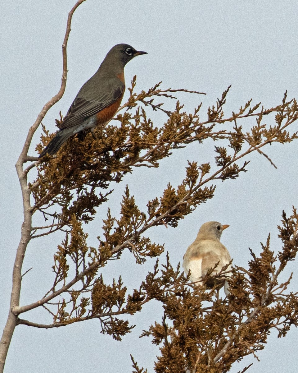 American Robin - ML613791244