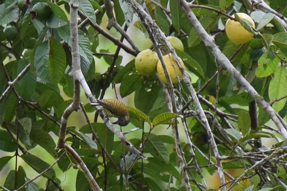 Lafresnaye's Piculet - David Wheeler