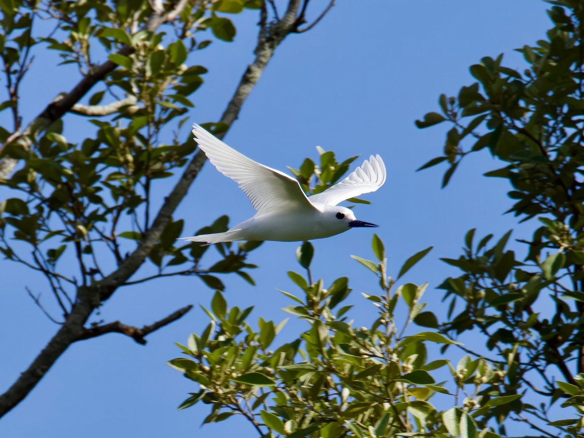 White Tern - ML613791441