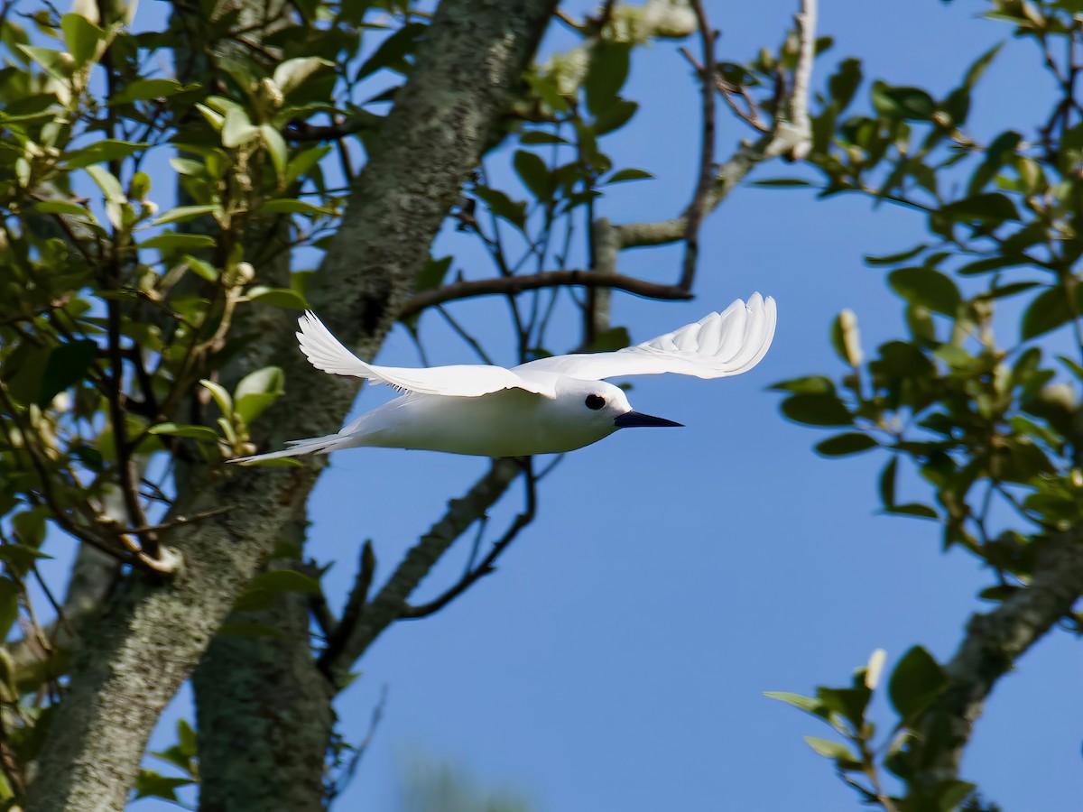 White Tern - ML613791442