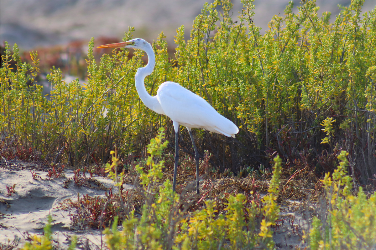 Great Egret - ML613791446