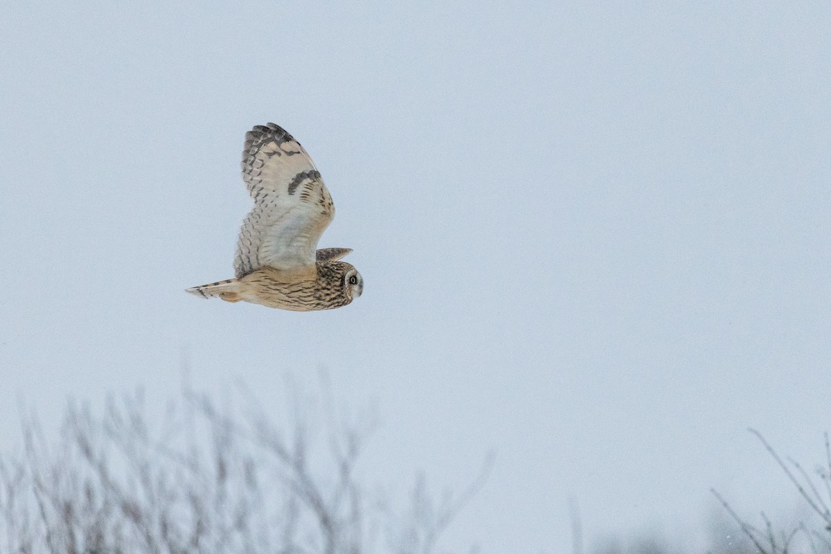 短耳鴞 - ML613791451