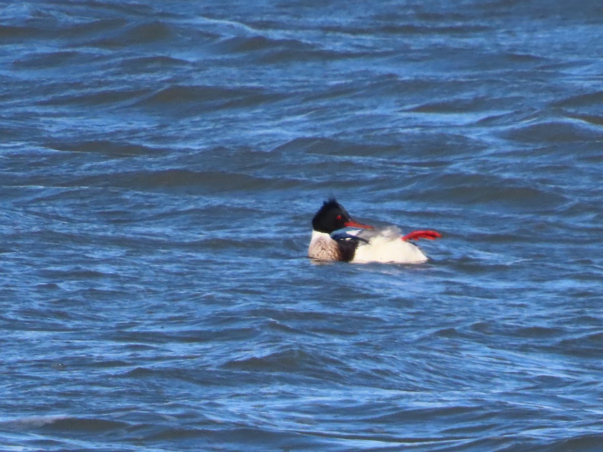 Red-breasted Merganser - Michelle Browning