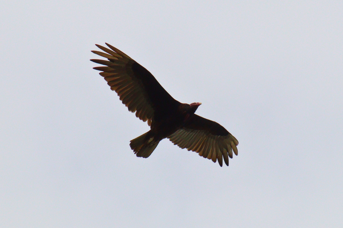 Turkey Vulture - ML613791498