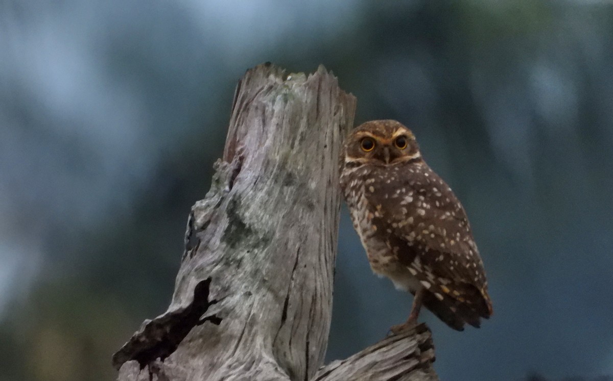 Burrowing Owl - Jon Iratzagorria Garay