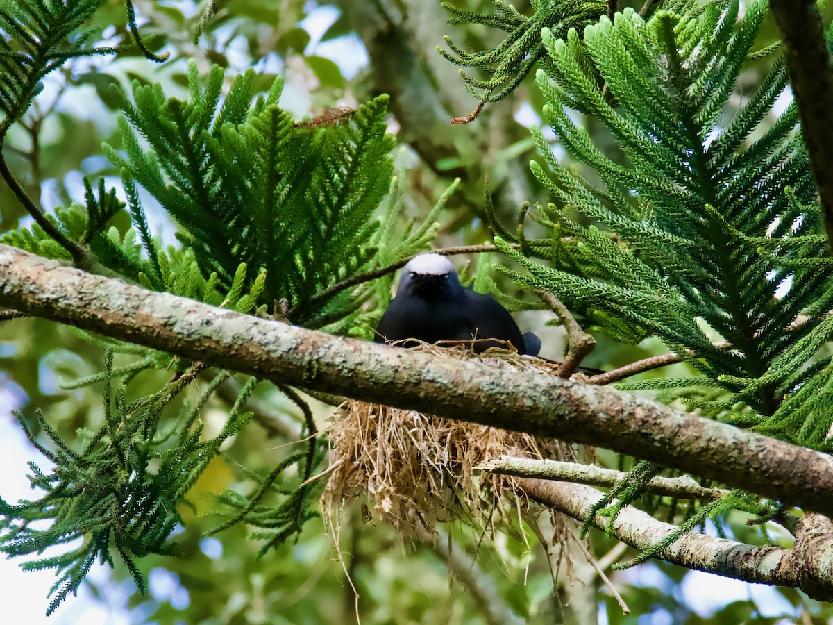 Black Noddy - ML613791567