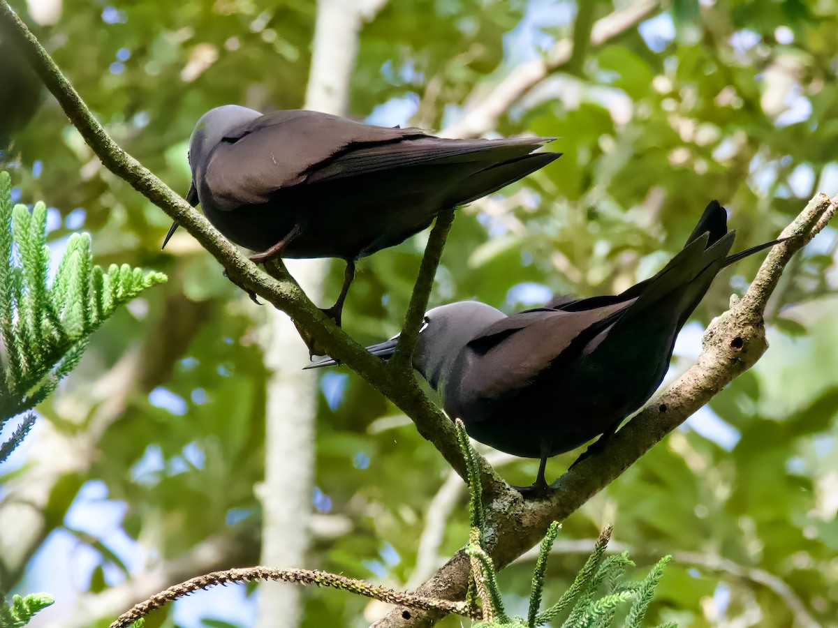 Black Noddy - ML613791568