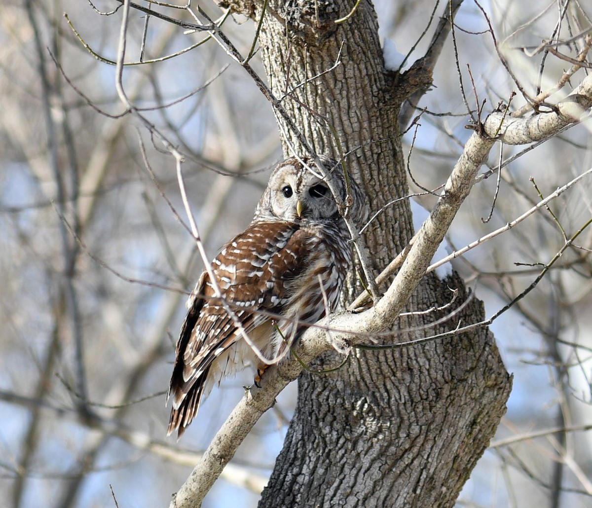 Barred Owl - M Huston