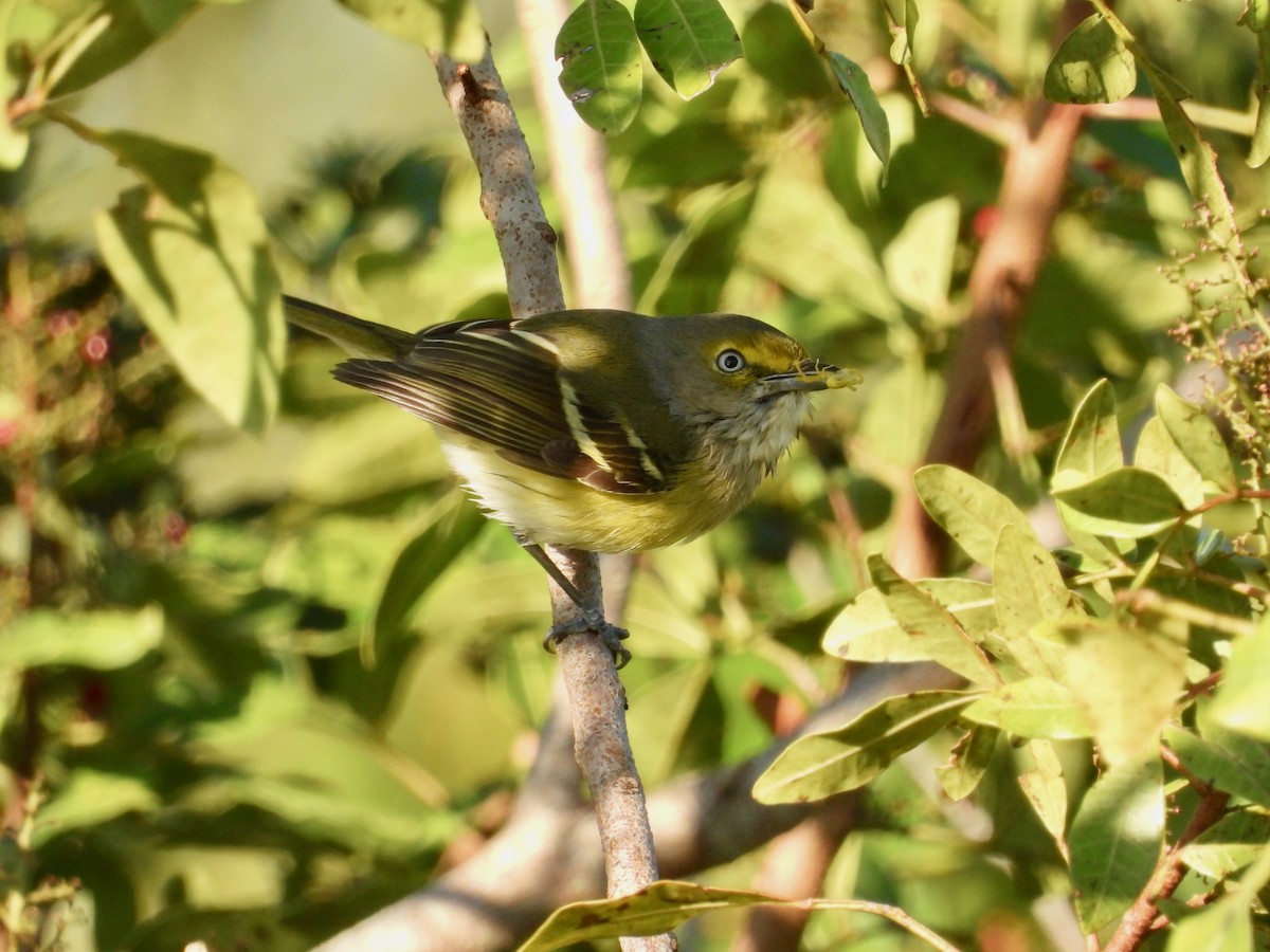 Vireo Ojiblanco - ML613791630