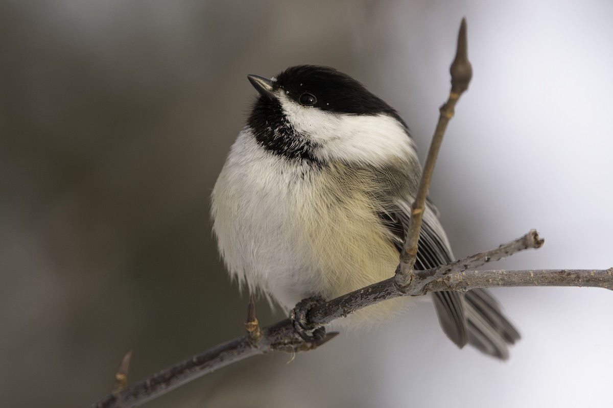 Mésange à tête noire - ML613791643