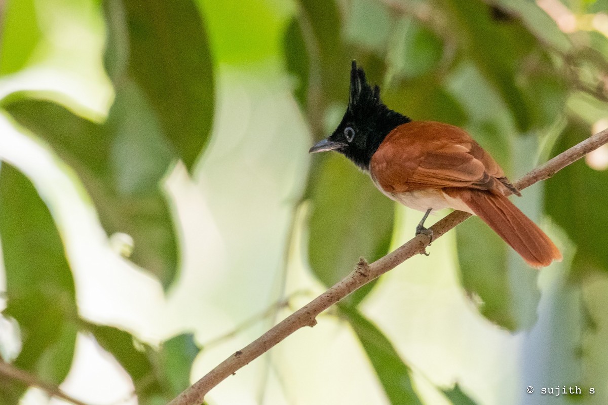 Indian Paradise-Flycatcher - Sujith S