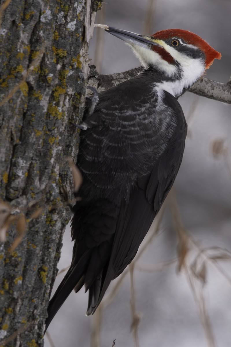 Pileated Woodpecker - Cam Nikkel