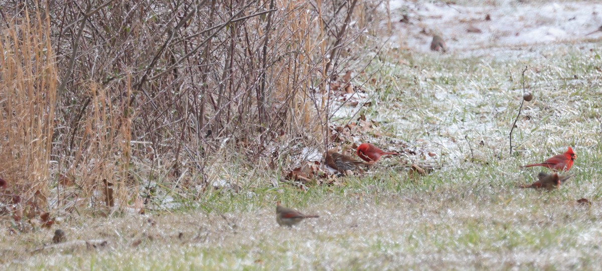 Fox Sparrow (Red) - ML613791717