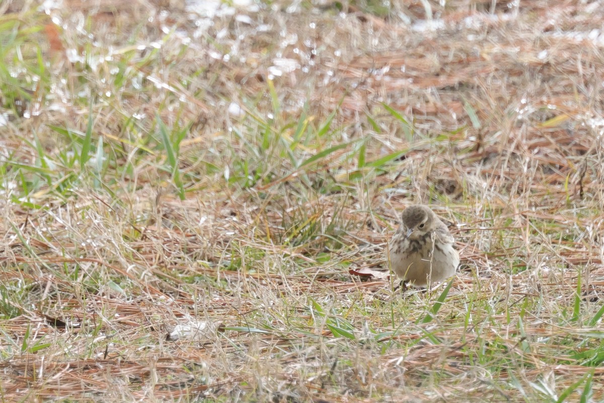 American Pipit - ML613791726