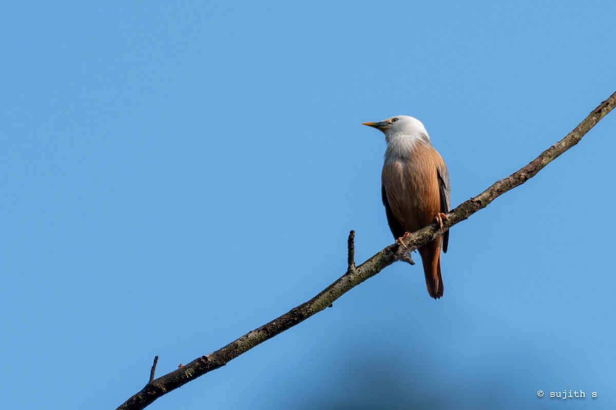 Malabar Starling - ML613791754