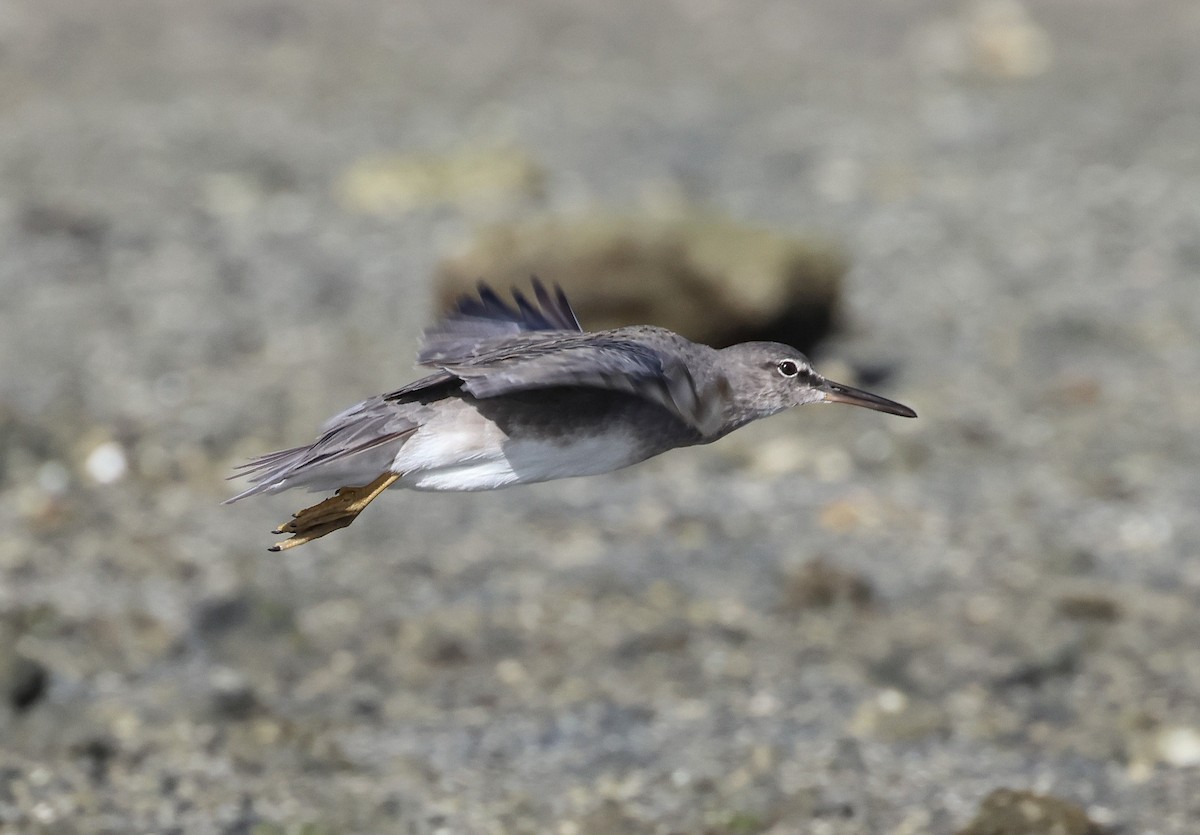 Wandering Tattler - ML613791765