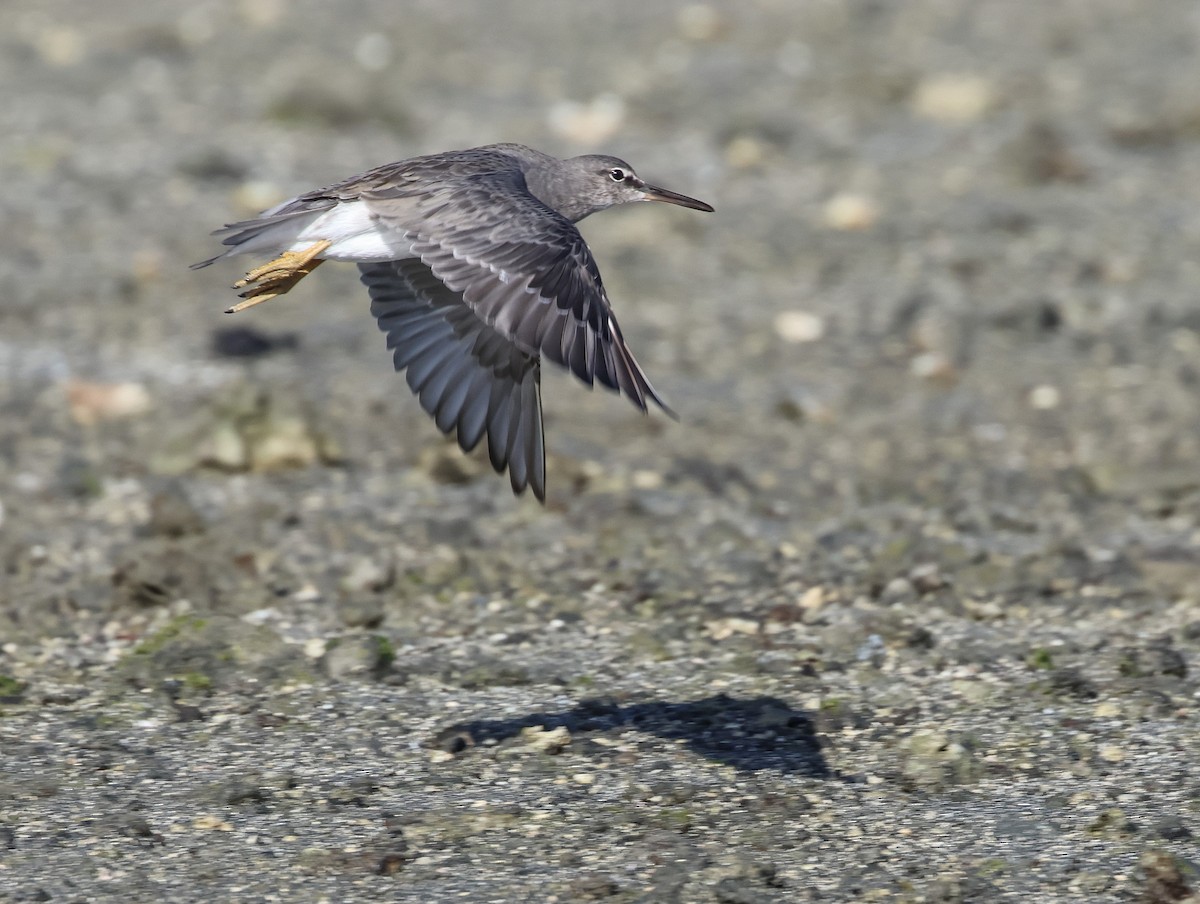 Wandering Tattler - Pam Rasmussen