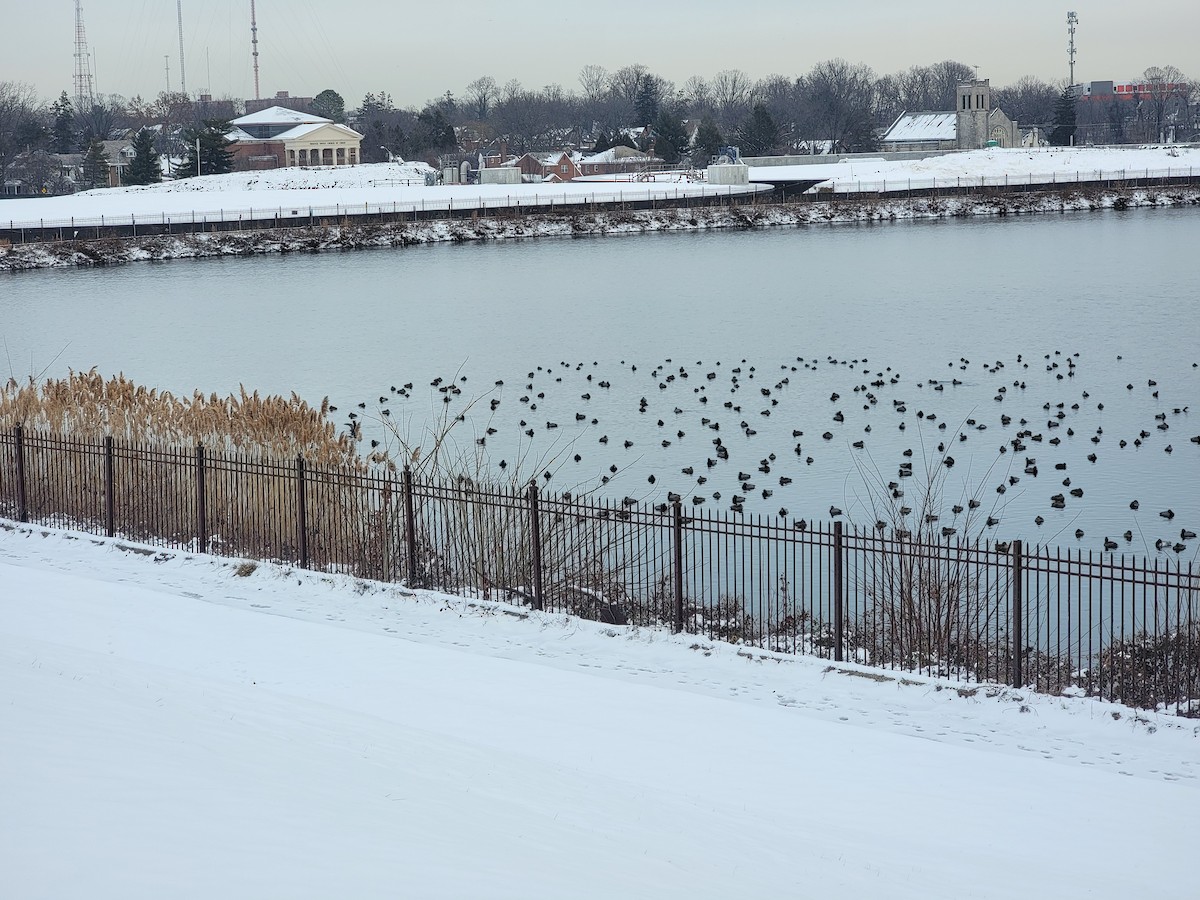 Redhead - ML613791803