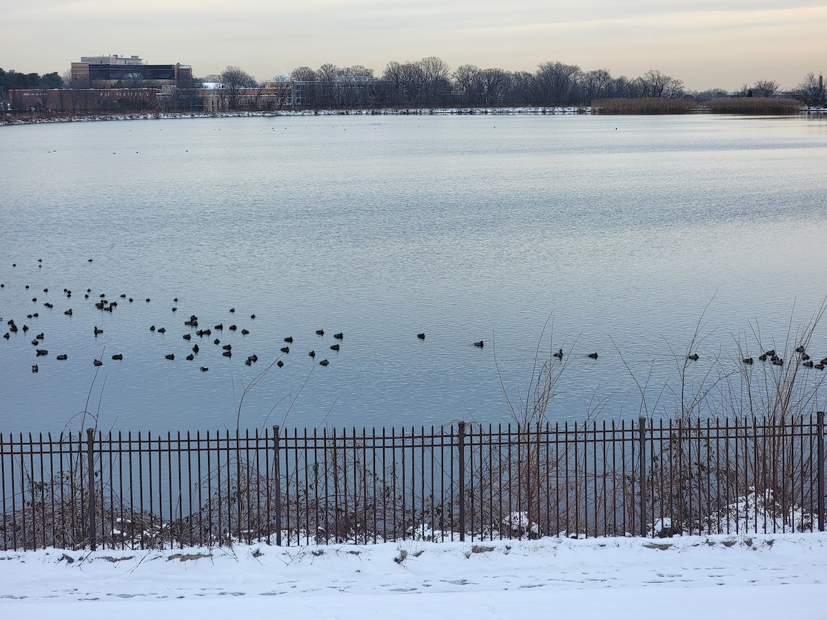 Redhead - ML613791804